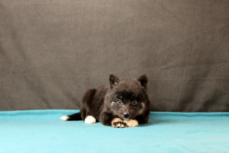 puppy, for, sale, Pomsky, Matthew B. Stoltzfus, dog, breeder, Gap, PA, dog-breeder, puppy-for-sale, forsale, nearby, find, puppyfind, locator, puppylocator, aca